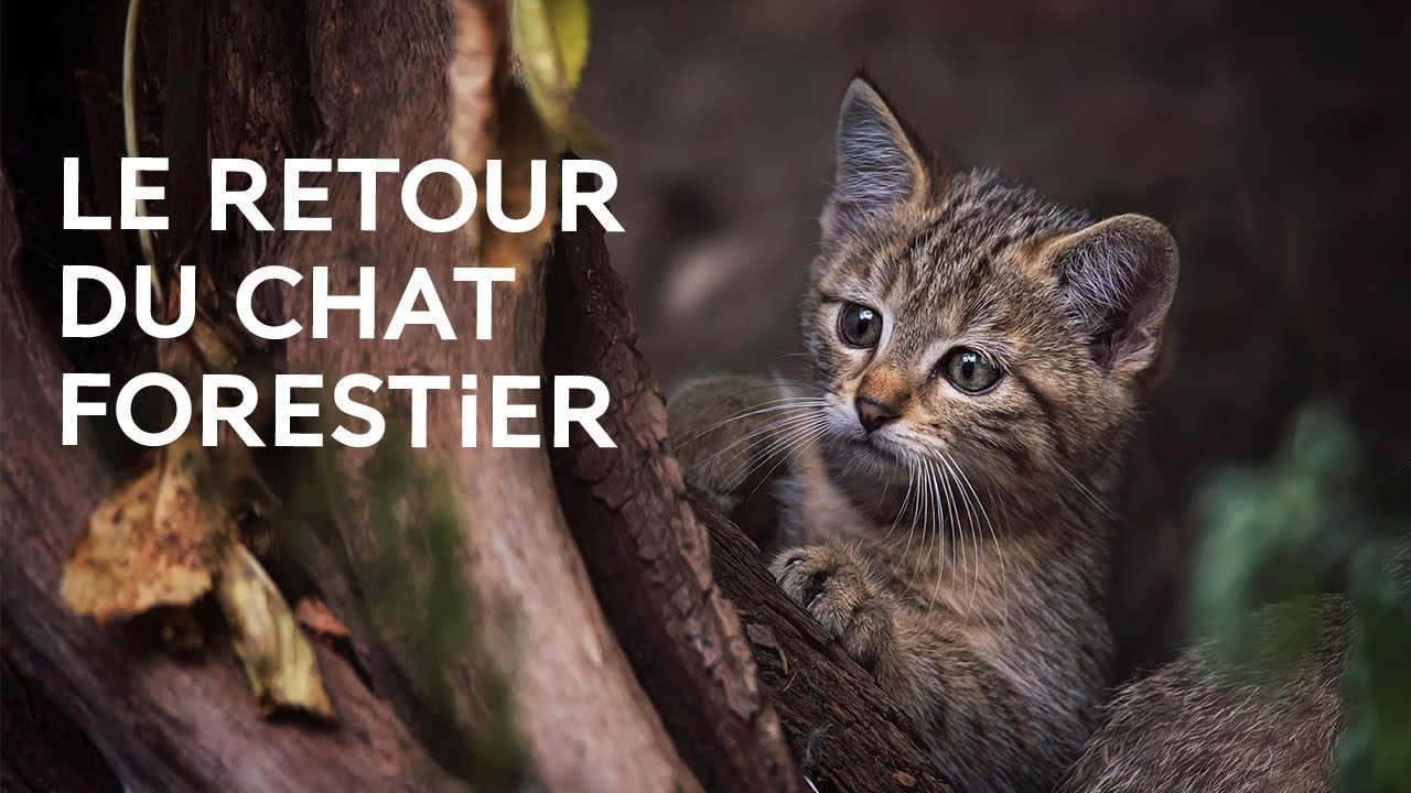 Un félin sauvage en Île-de-France ? Le retour du chat forestier