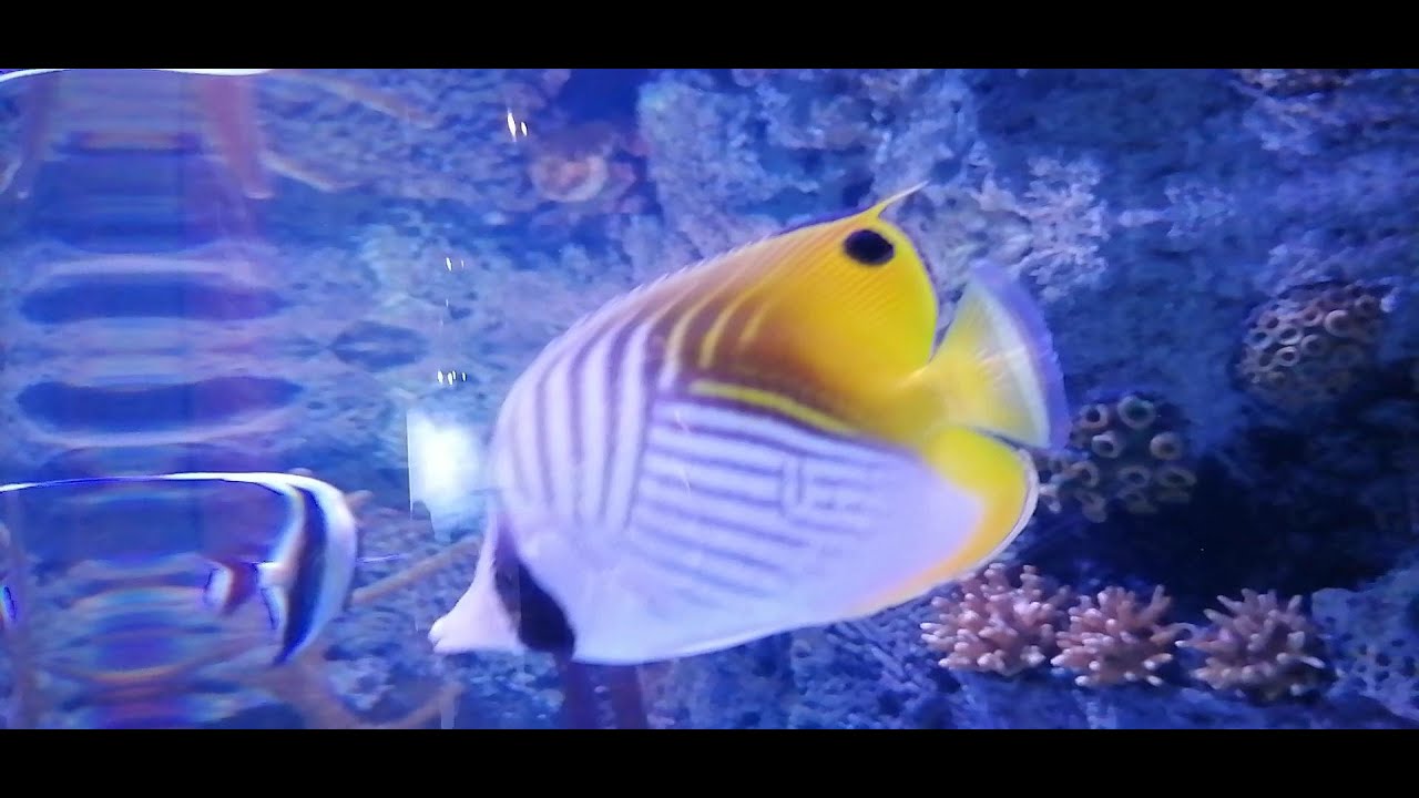 Odysseo Mauritius Aquarium Port louis 29 December 2024 C