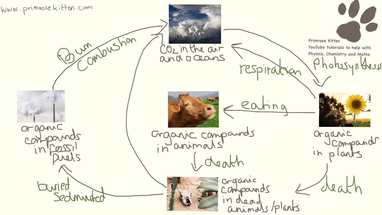 The Carbon Cycle