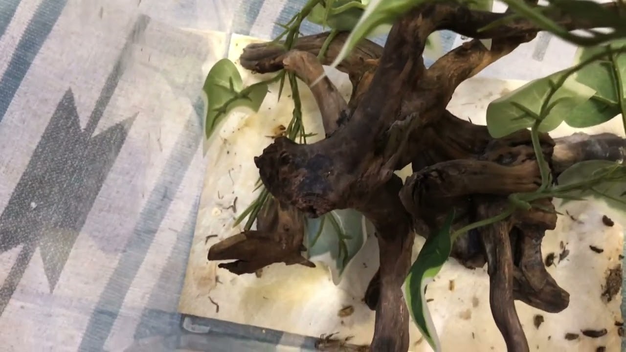 ヤモリの飼育環境 綺麗にする話