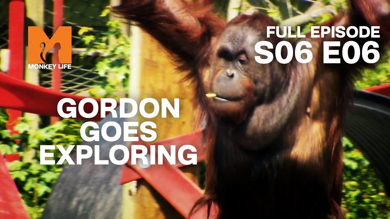 Orang-utans Outside After Months | Season 6 Episode 6 | Full Episode | Monkey Life