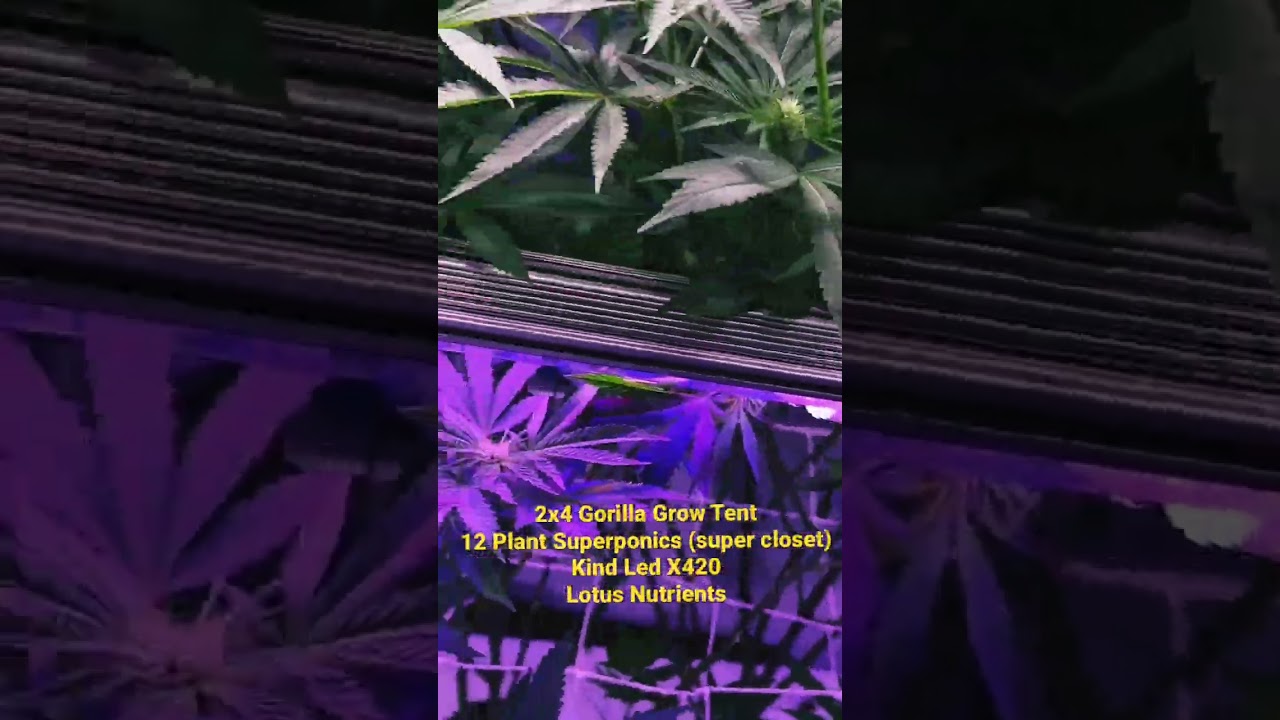 Week 3 Under The @KindLEDGrowLights X420