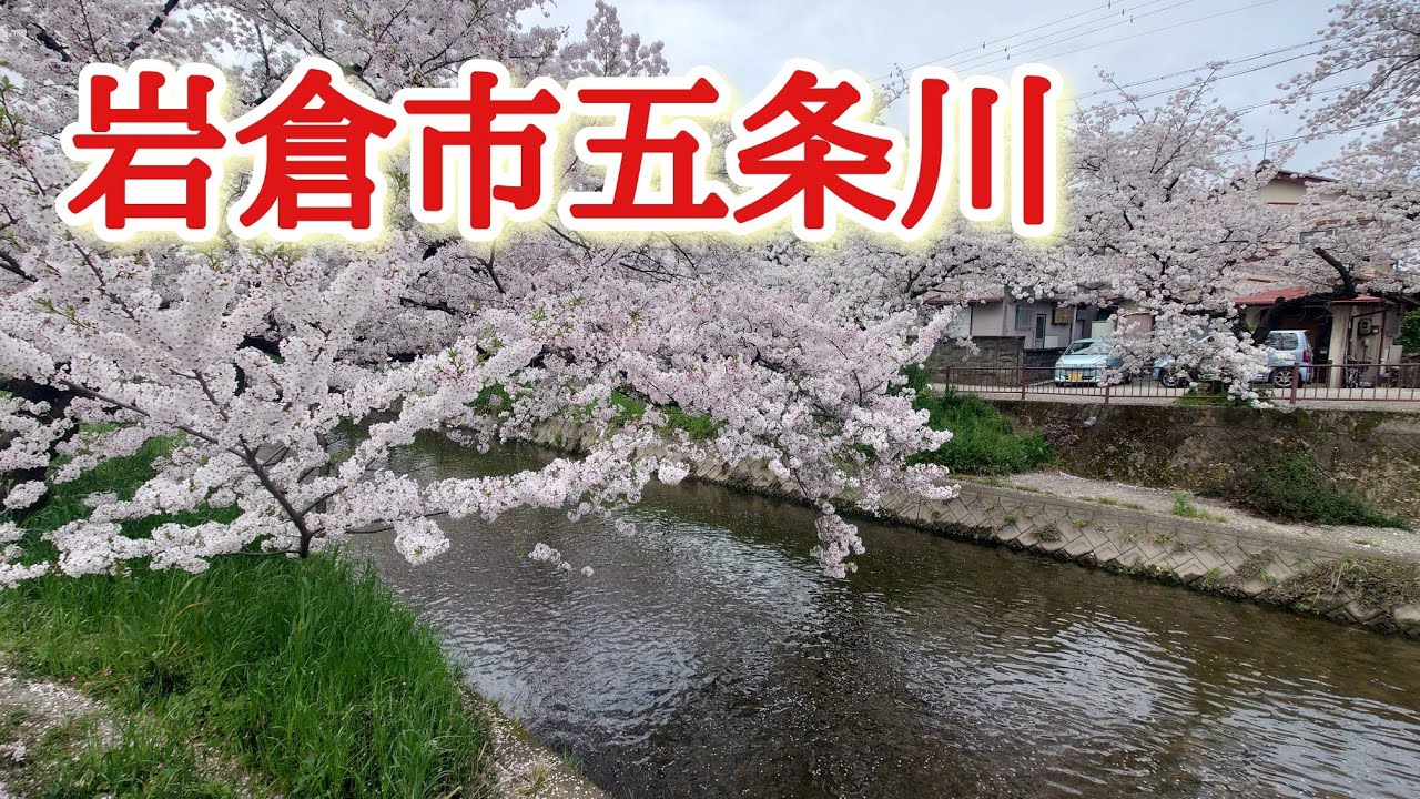 岩倉市のぼっち散歩！五条川の桜散歩、楽しみのランチやおやつタイム✨