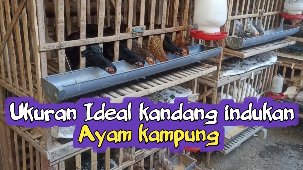 Подходит для ограниченного пространства‼️ Размер курятника для свободного выгула кур - выводковый...