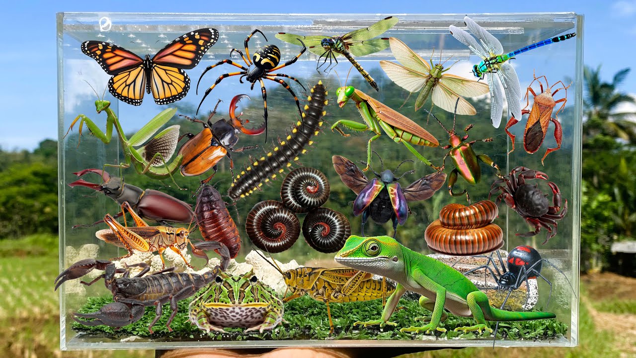I Am catching insects in the garden, I got Lizard, Spider, Frog, Grasshopper, Beetle, Dragonfly