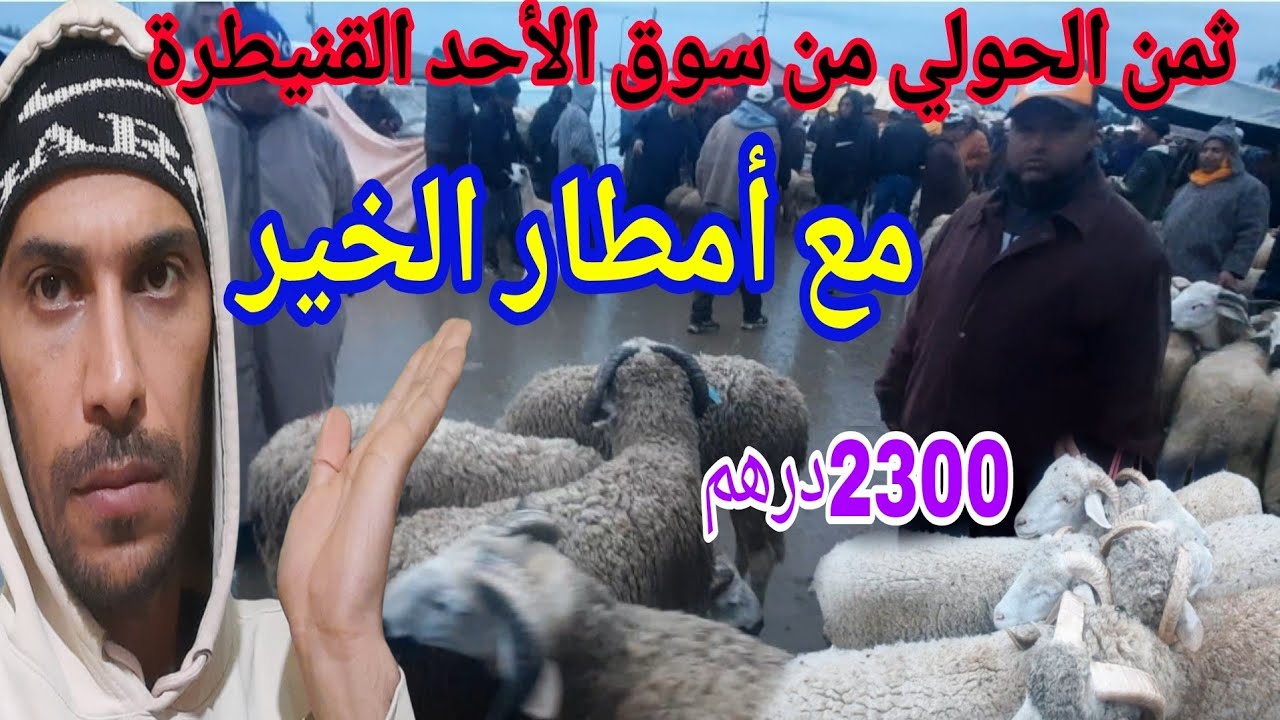 ثمن الحولي والغنم من سوق الأحد ولاد جلول القنيطرة على قناة المرضي 