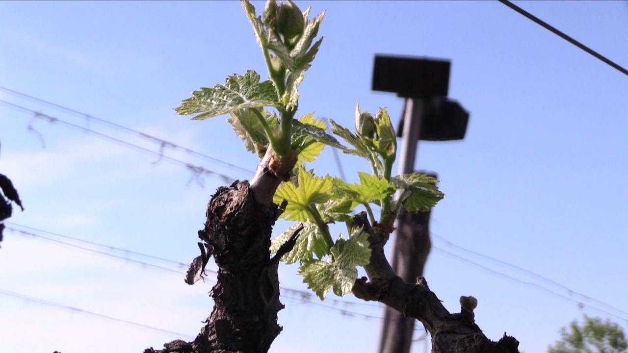 Montalcino, tra i vigneti del Brunello che crescono con Mozart: 