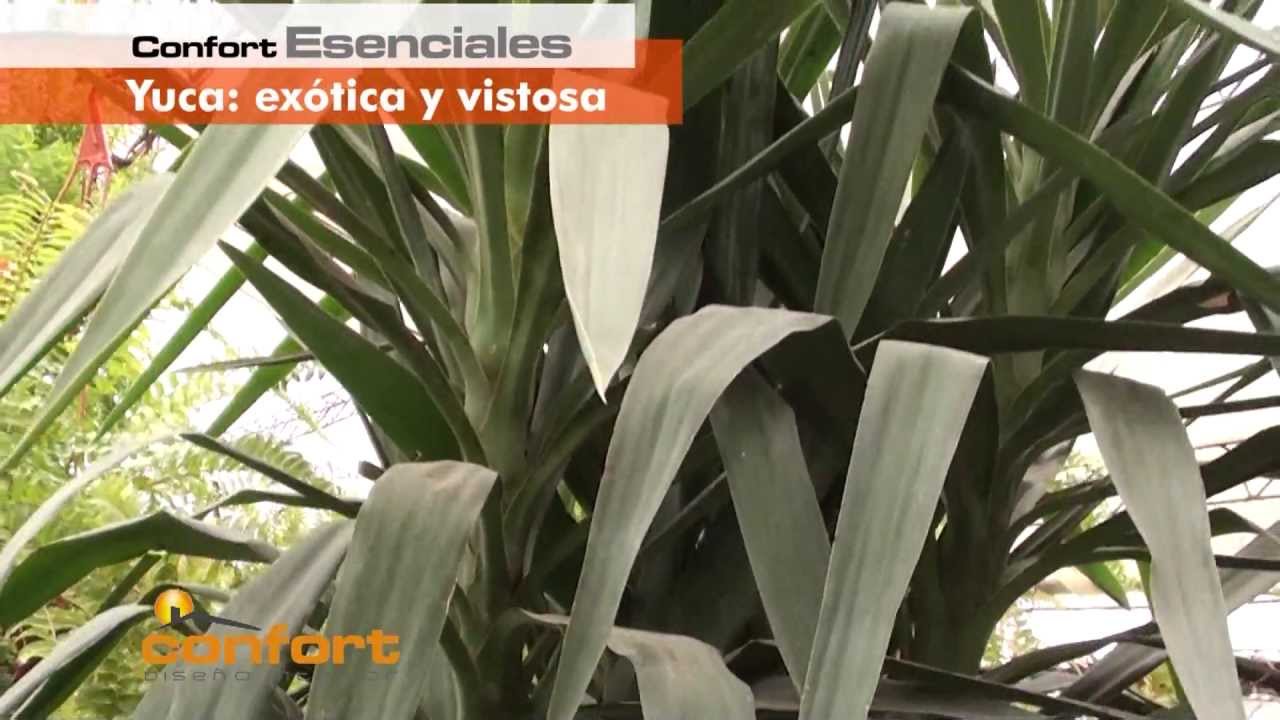 VIVERO ALEGRÍA - Yuca: Una Planta Exótica