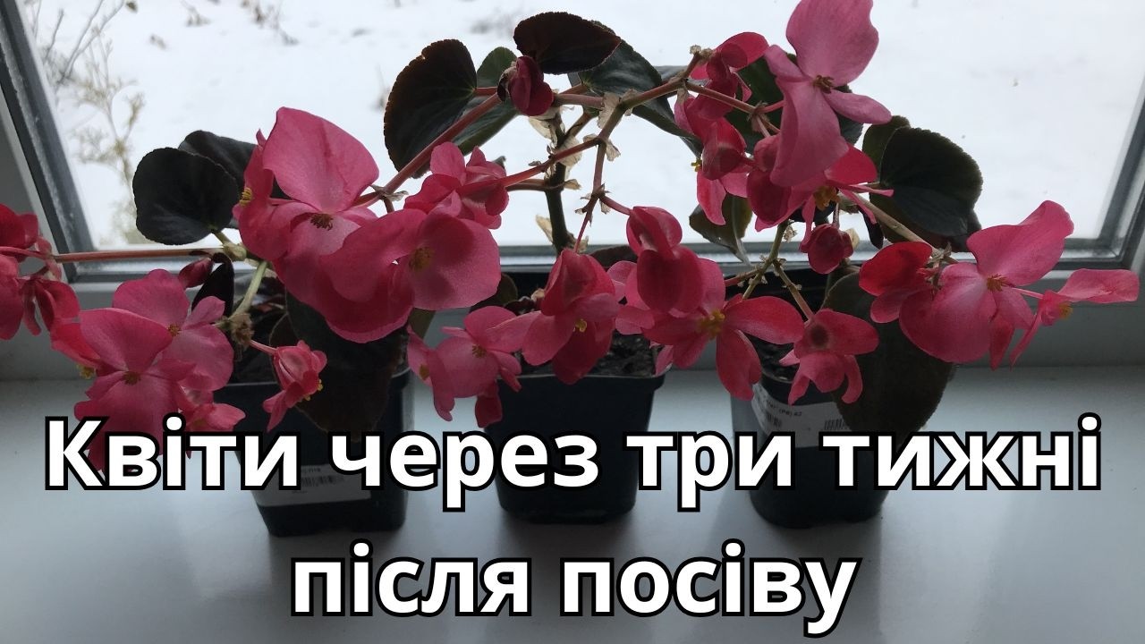 Квіти через три тижні після посіву.