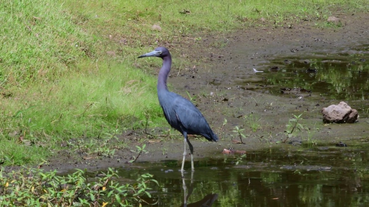 Little Blue Heron
