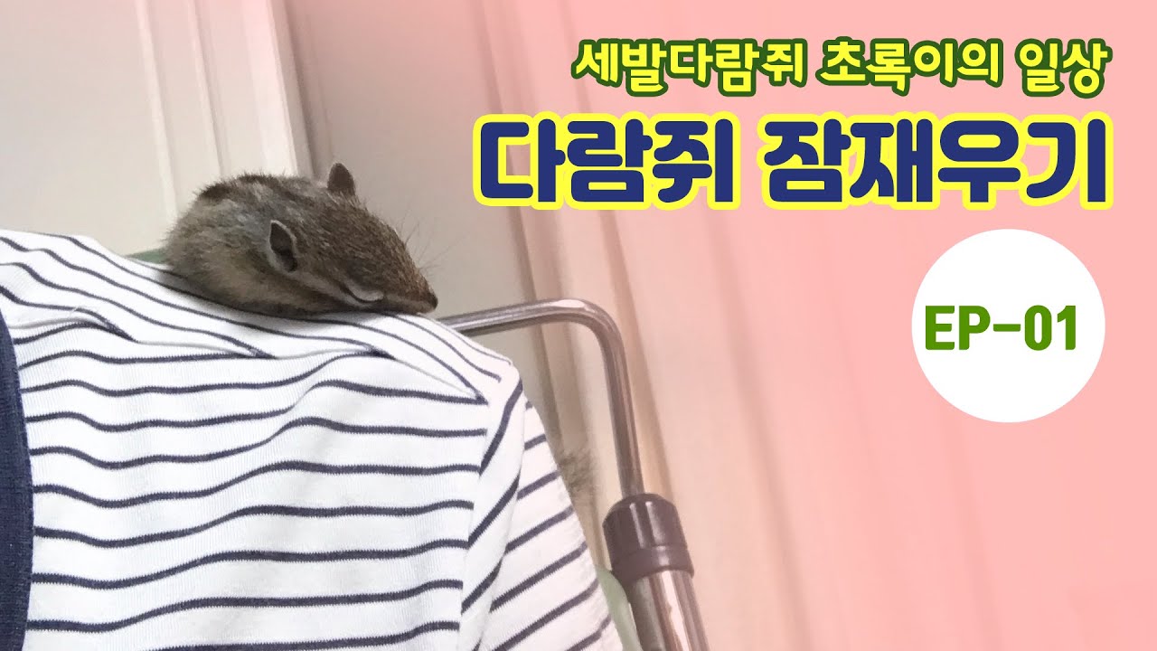 EP1 세발다람쥐 초록이 잠재우기(put the squirrel to sleep)