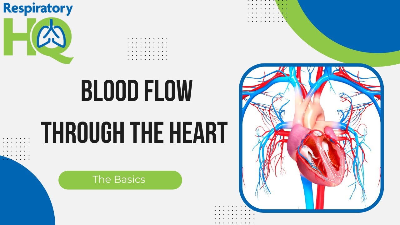 Blood Flow Through the Heart