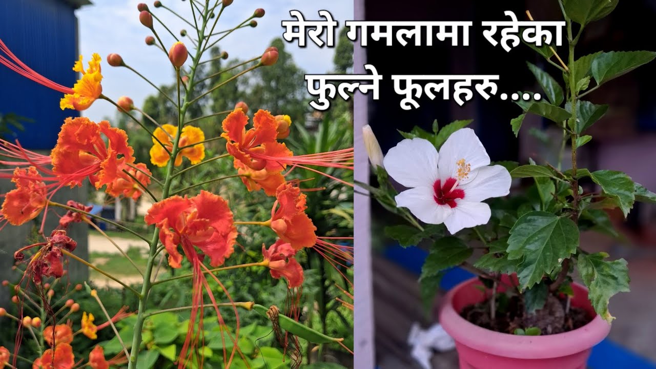 वर्षातकाे समयमा मेराे गमलामा फुलिरहेका मेरा फूलहरु यस्ता रहेका छन् ।