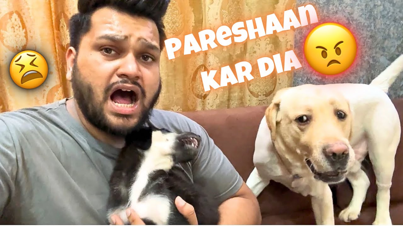 Simba Aur Kaalu Ne Kar Diya Pareshaan 😨 #vlog