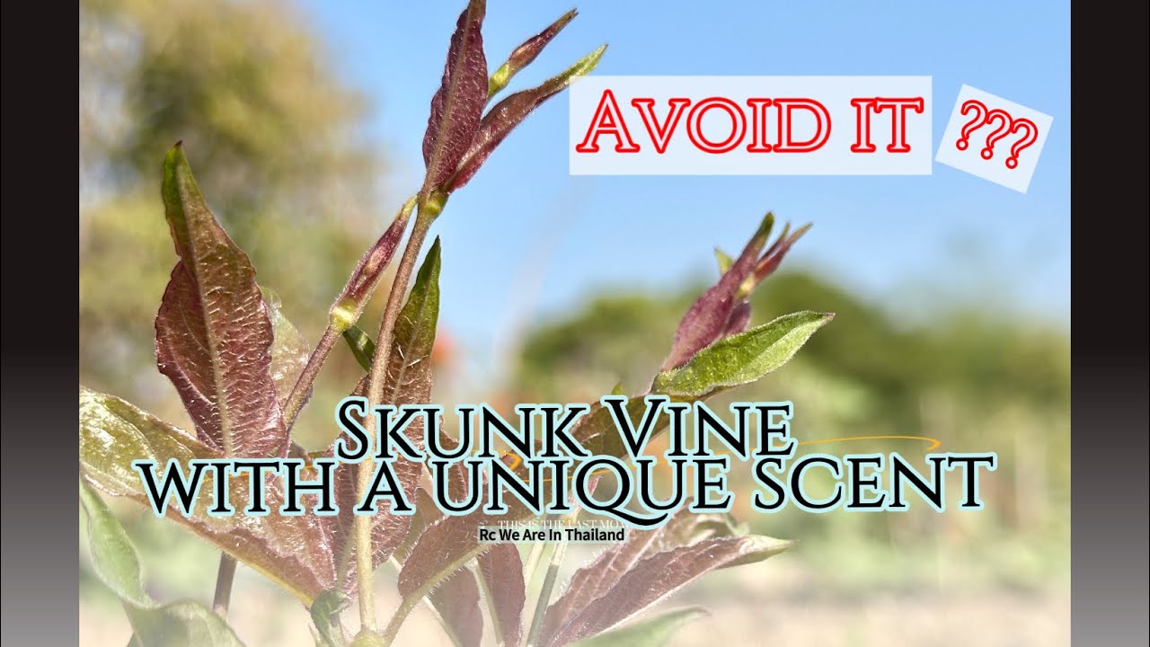 Skunk Vine is also known in Thai as Dog f@rt Vine