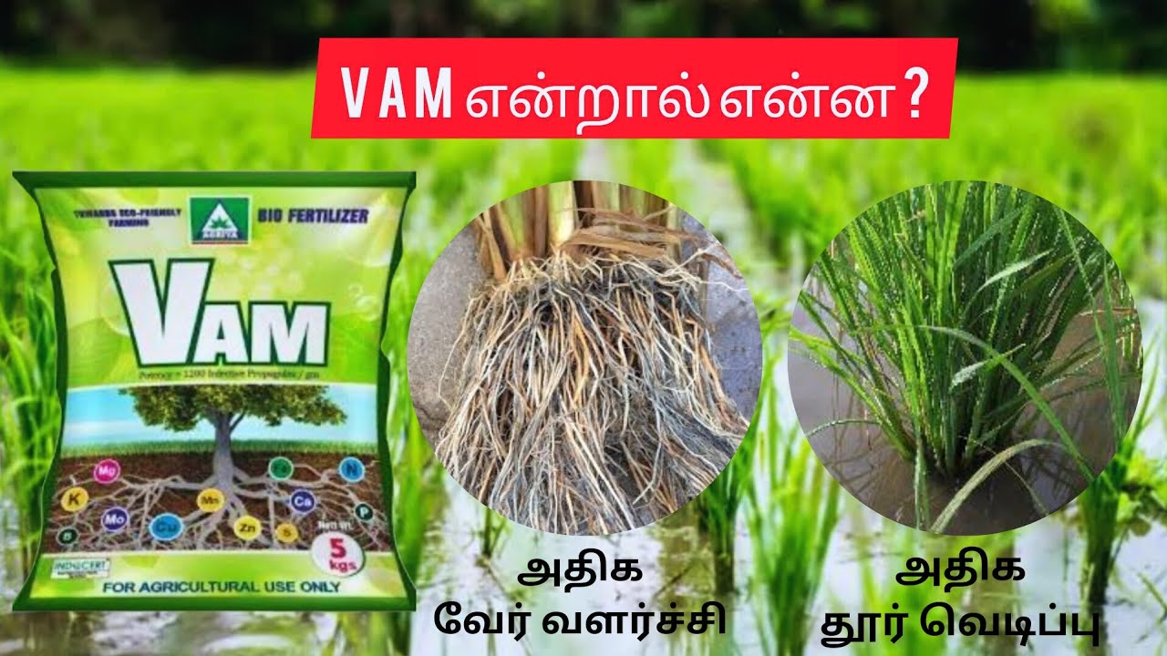 VAM ( வேம் ) என்றால் என்ன? | செயல்ப்படும் முறை | உரத்துடன் கலந்து போடலமா? | பயன்கள்