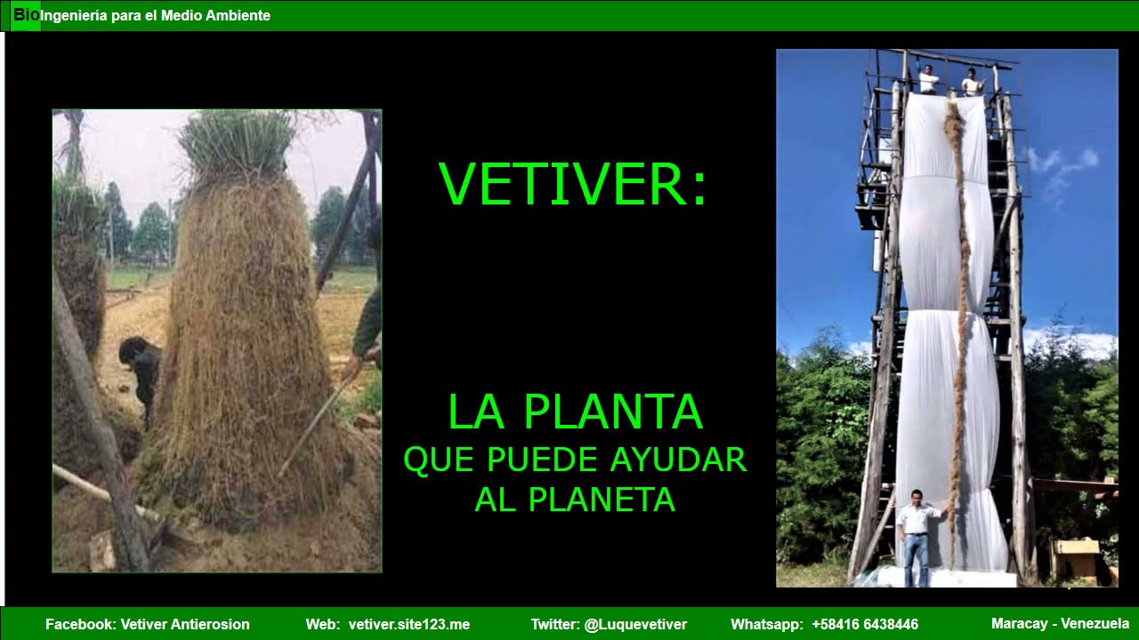 VETIVER, LA PLANTA QUE PUEDE AYUDAR AL PLANETA