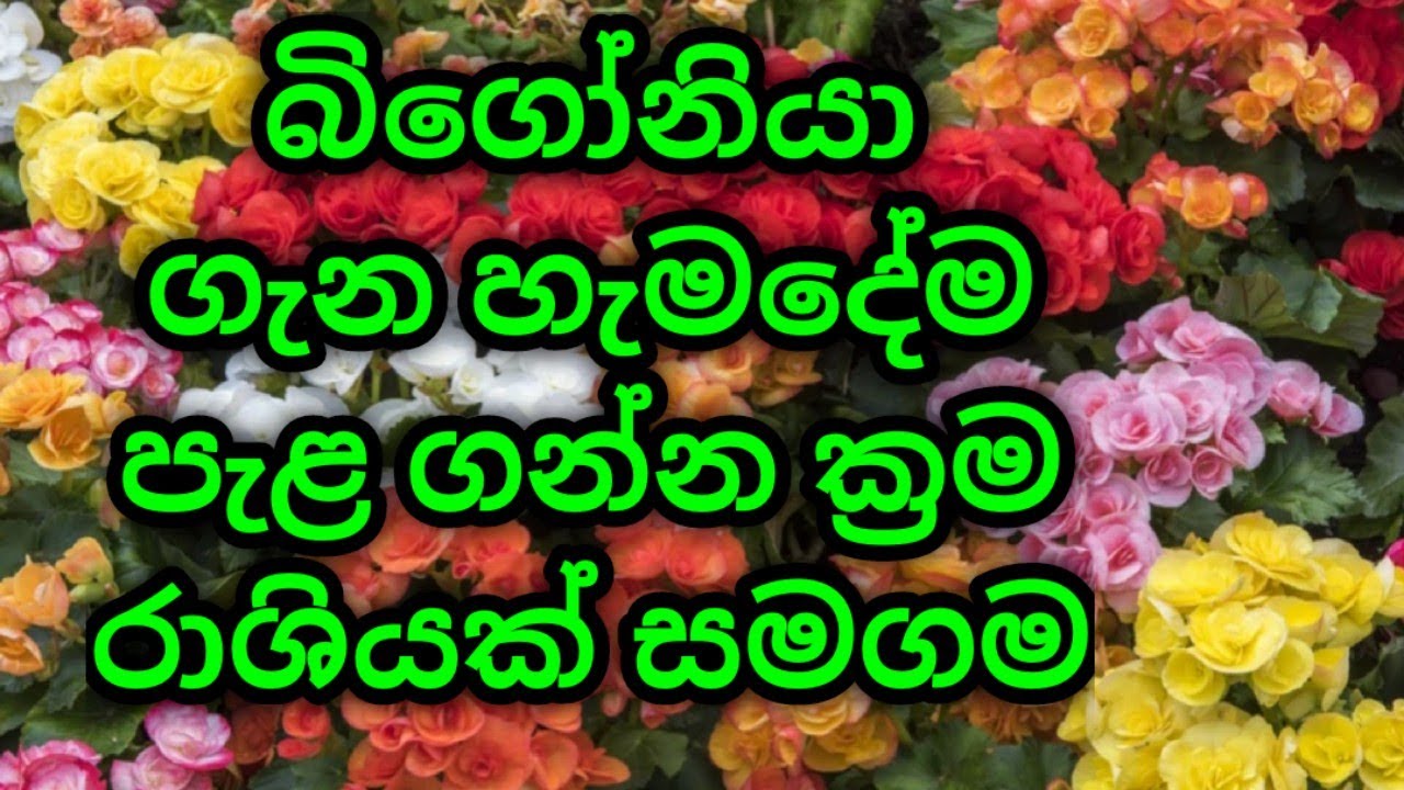 මල් වගාව,බිගොනියා පැල ගොඩක් ගන්න ක්‍රම |how to grow bigonia plants from one leave | bigonia growing