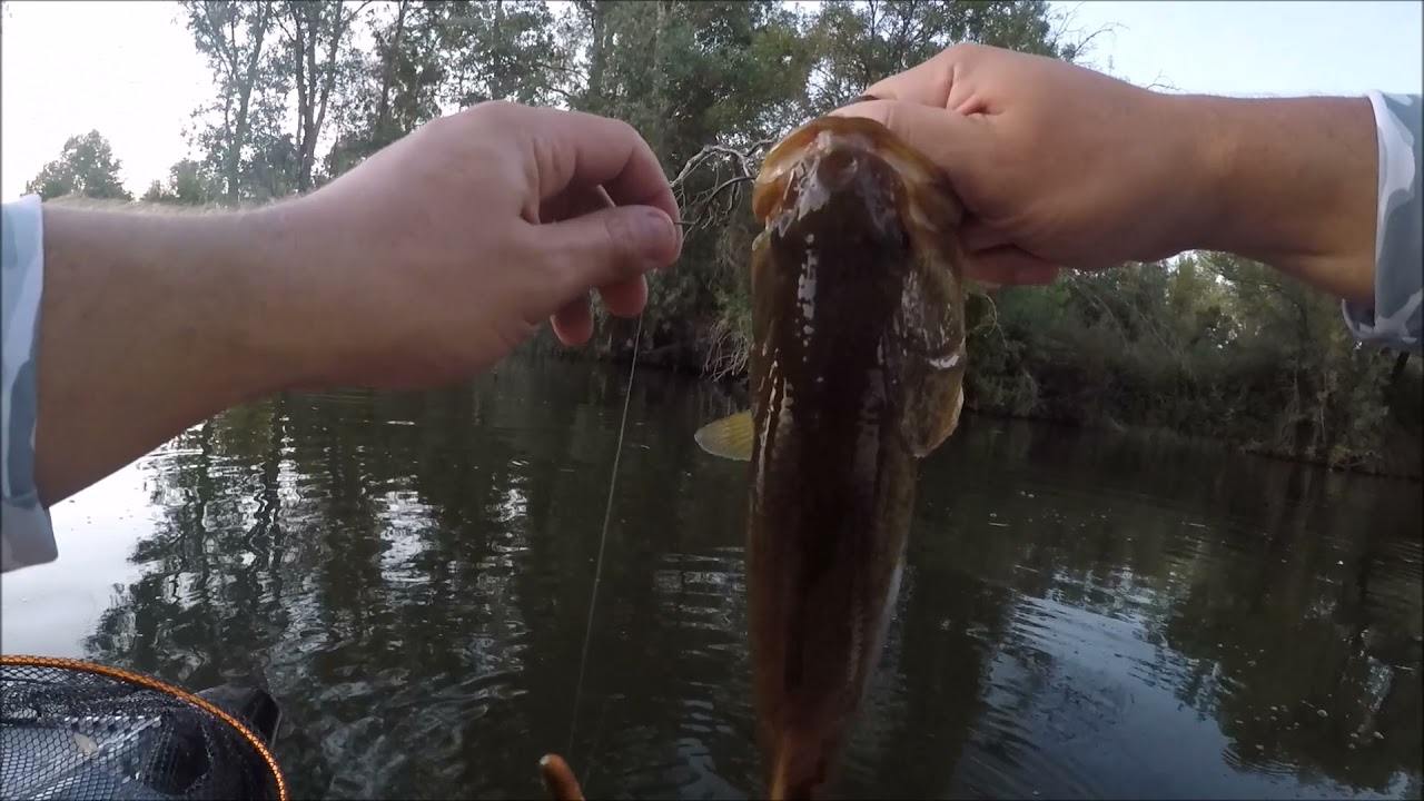 pesca ao achigã no rio guadiana