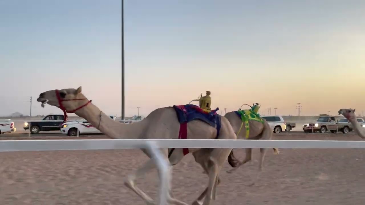 ش1 الرئيسي جذاع بكار الجذابه ل عبدالله عياد الشمري