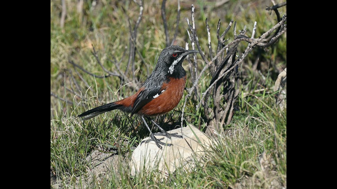 Birding Swartberg Pass, South Africa for Cape Rockjumper and Cape Sugarbird