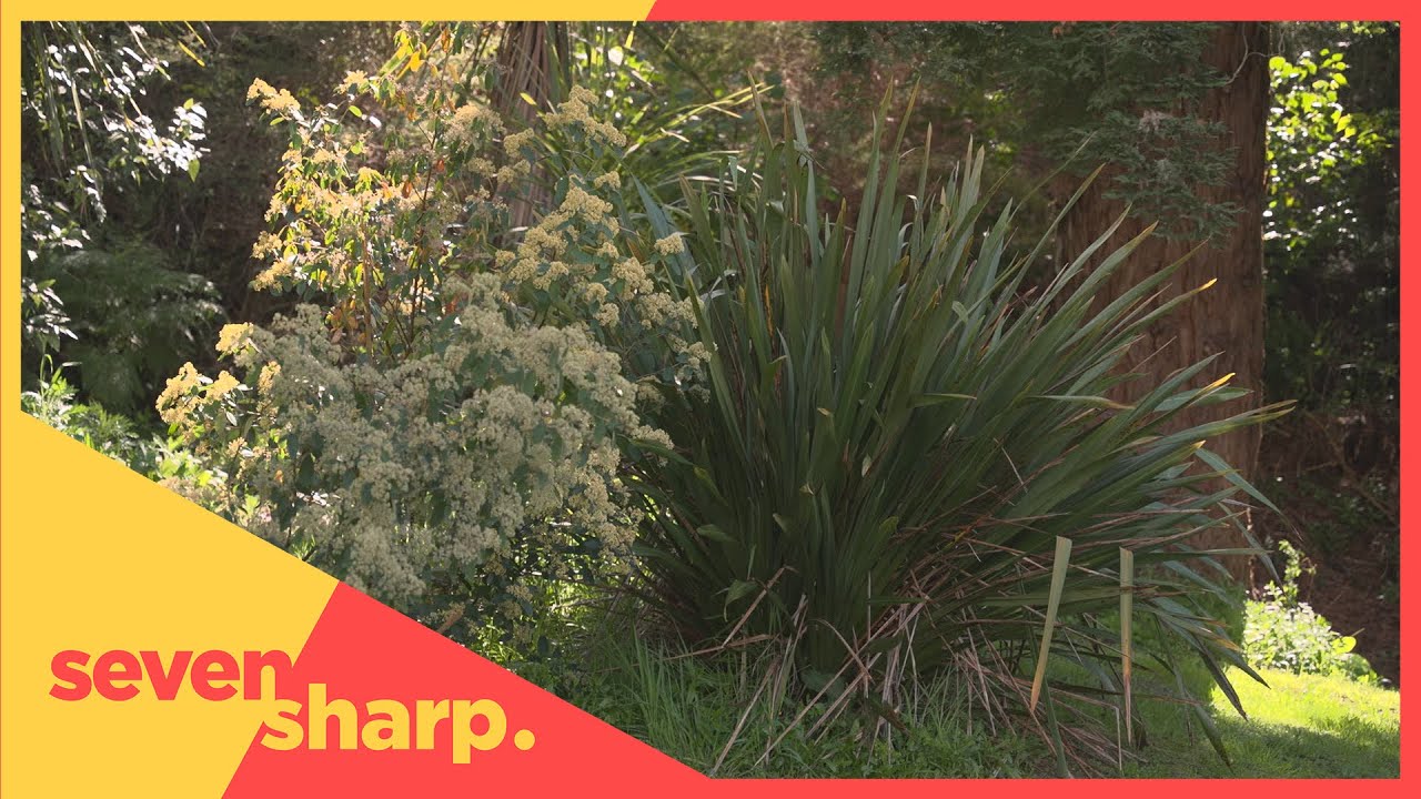 The health benefits of NZ&rsquo;s native plants