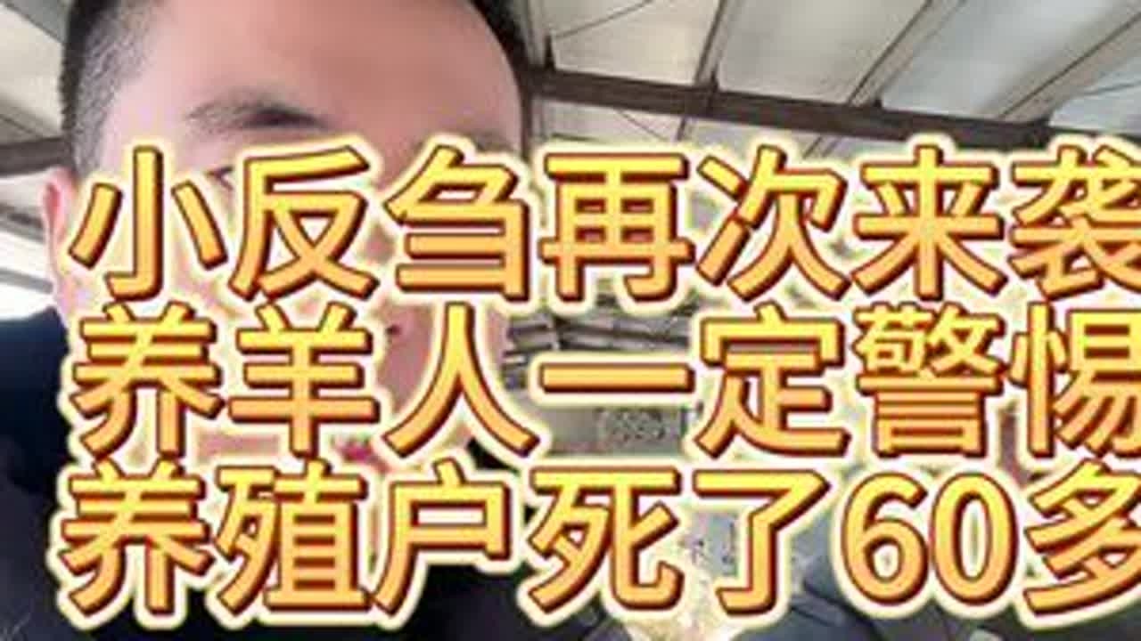 #养羊人 #三农 #小反刍兽疫 #羊温 #大型养殖场