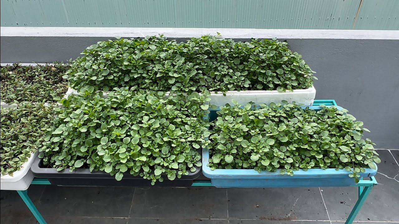 CÁCH TRỒNG RAU CẢI XOONG CẠN 454