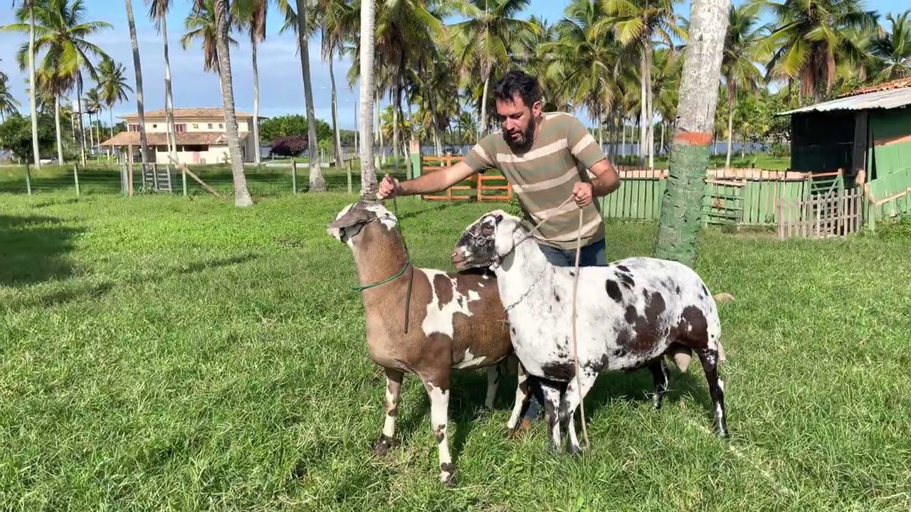 Falando um pouco sobre nossos reprodutores e suas caracter&iacute;sticas!