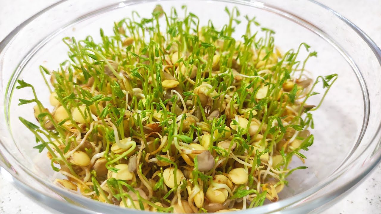 ☘️ GERMINADO DE LENTEJAS ( el método más efectivo) + RECETA 😋