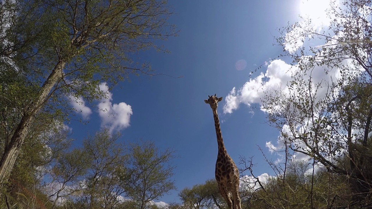 Amazing footage of a Giraffe walking over my GoPro camera.