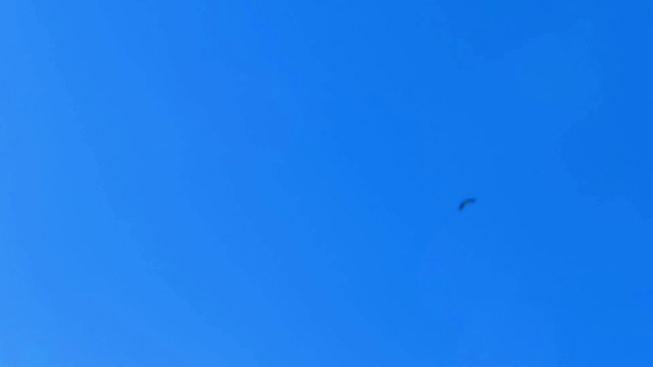 MVI 9816 young eagle learning to fly 9-2-14