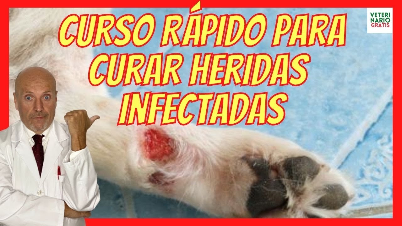 🔴 C&Oacute;MO CURAR HERIDAS INFECTADAS ABIERTAS EN PERROS? ANTIBI&Oacute;TICO AMOXICILINA PARA HERIDA INFECTADA
