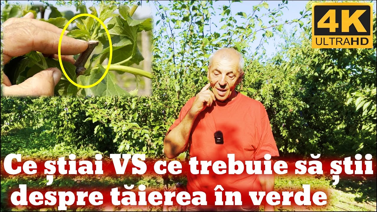 Cele doua etape ale taierii in verde si importanta lor!