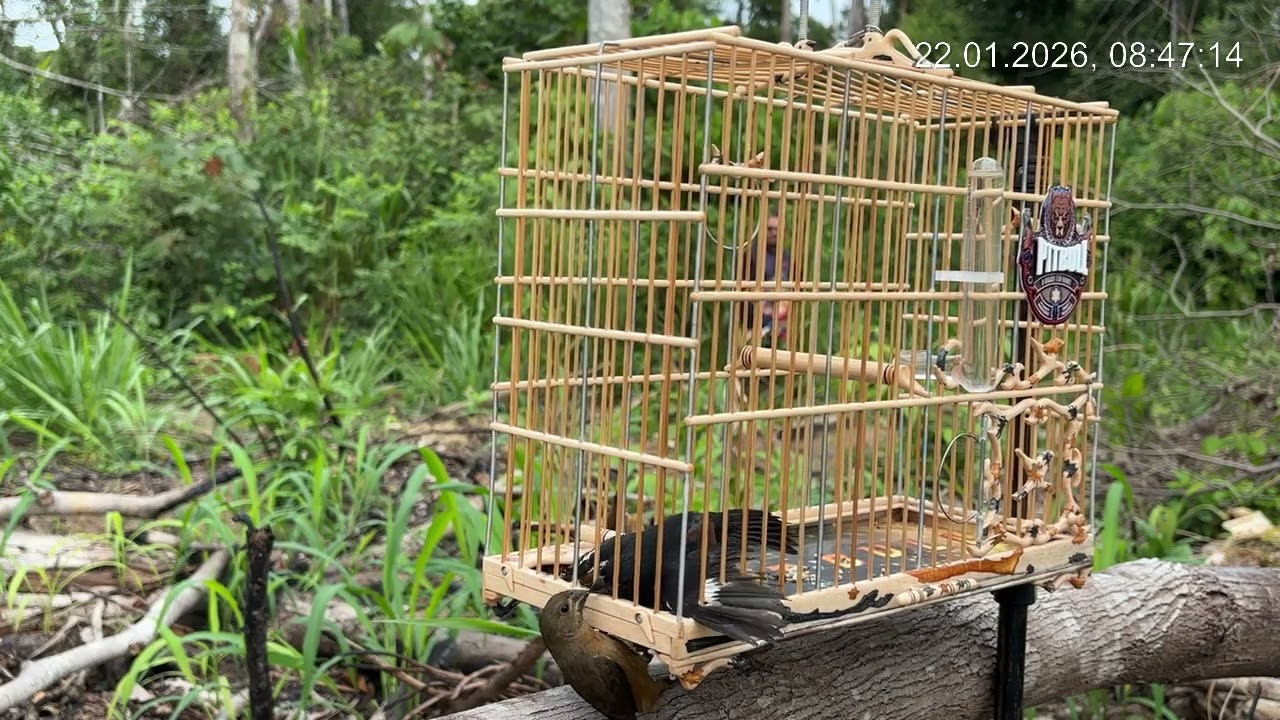 Pitibull pegando femia 🙌🙏💪😎