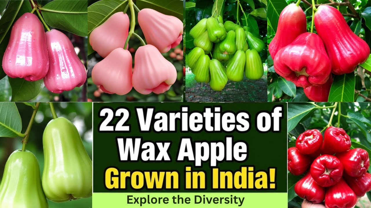 22 Stunning Wax Apple Varieties Growing in India | Rare & Exotic Jamrul You Must See!