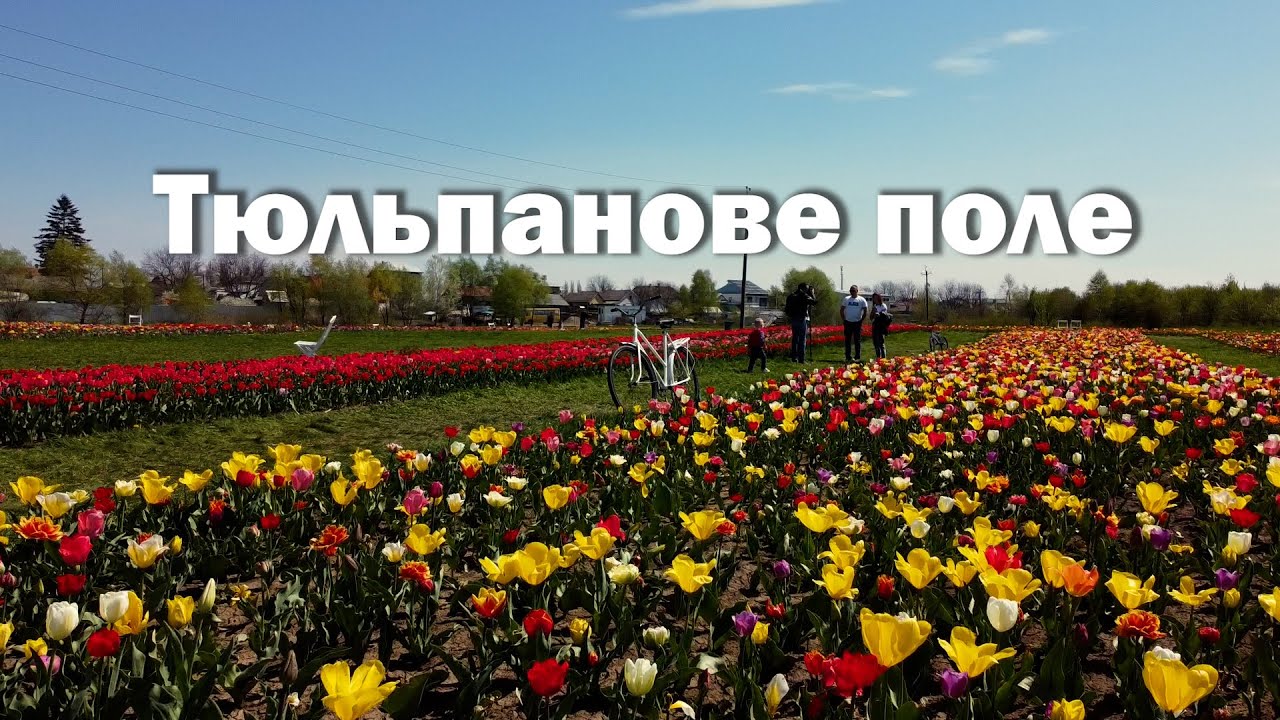 Тюльпанове поле | Мамаївці