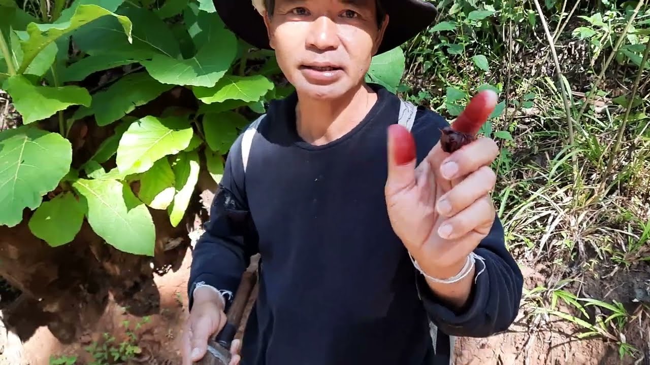 Natural cloth dye from Teak leaves 🍃