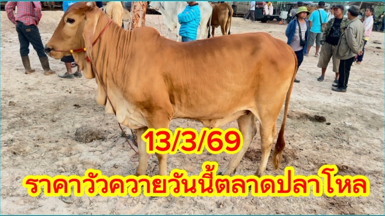 พาชมบรรยากาศซื้อขายวัวควายตลาดปลา￼โหล อ.วาริชภูมิ จ.สกลนคร 13/3/69 #ราคาวัวควายวันนี้