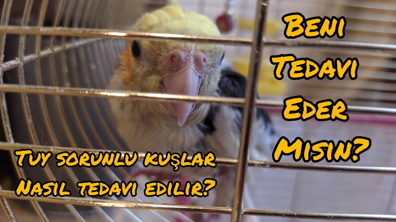 Misafirimiz Var l Strese Giren Kuşlara Ne Yapıyoruz l Bilimsel Bilgiler l Vlog