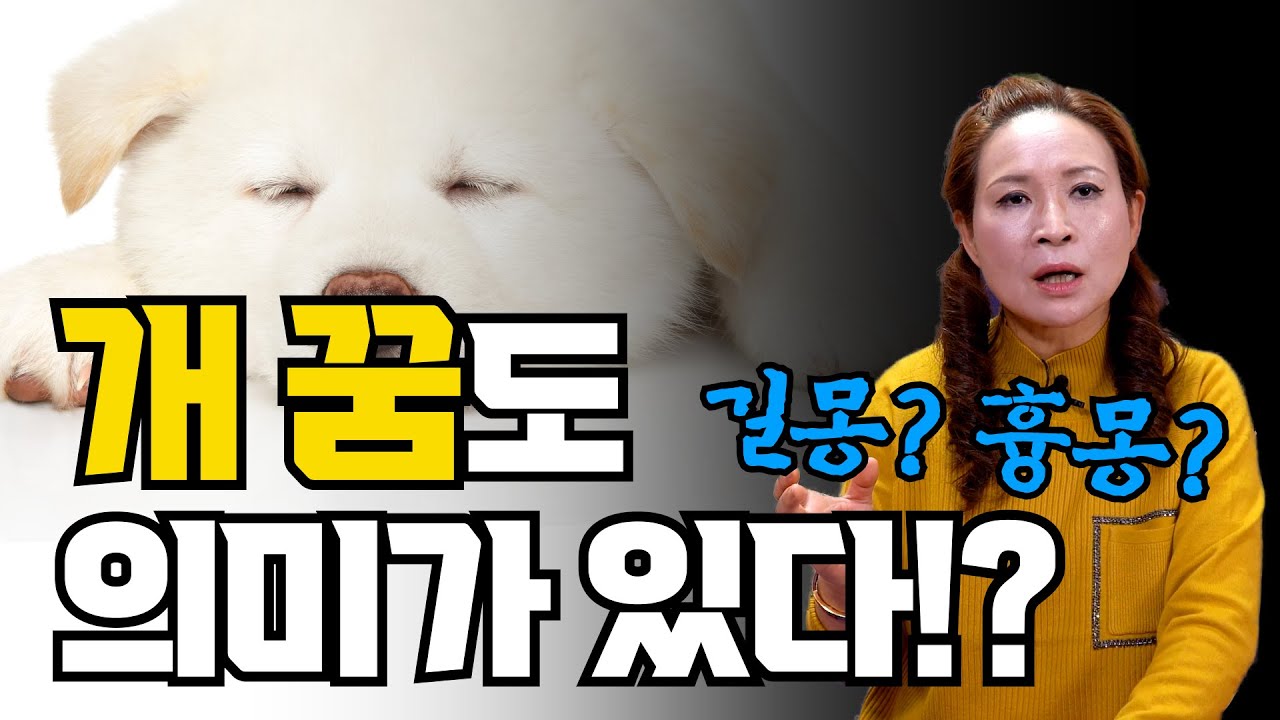 [특집] 🐶개꿈도 그냥 지나치지 마세요! 큰일납니다! (꿈해몽)(용한점집)