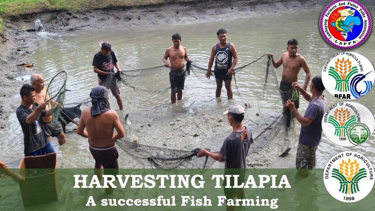 TILAPIA FARMING AND HARVESTING + INTEGRATED FARMING - GAANO KA LAKI ANG GASTOS AT KITA ?