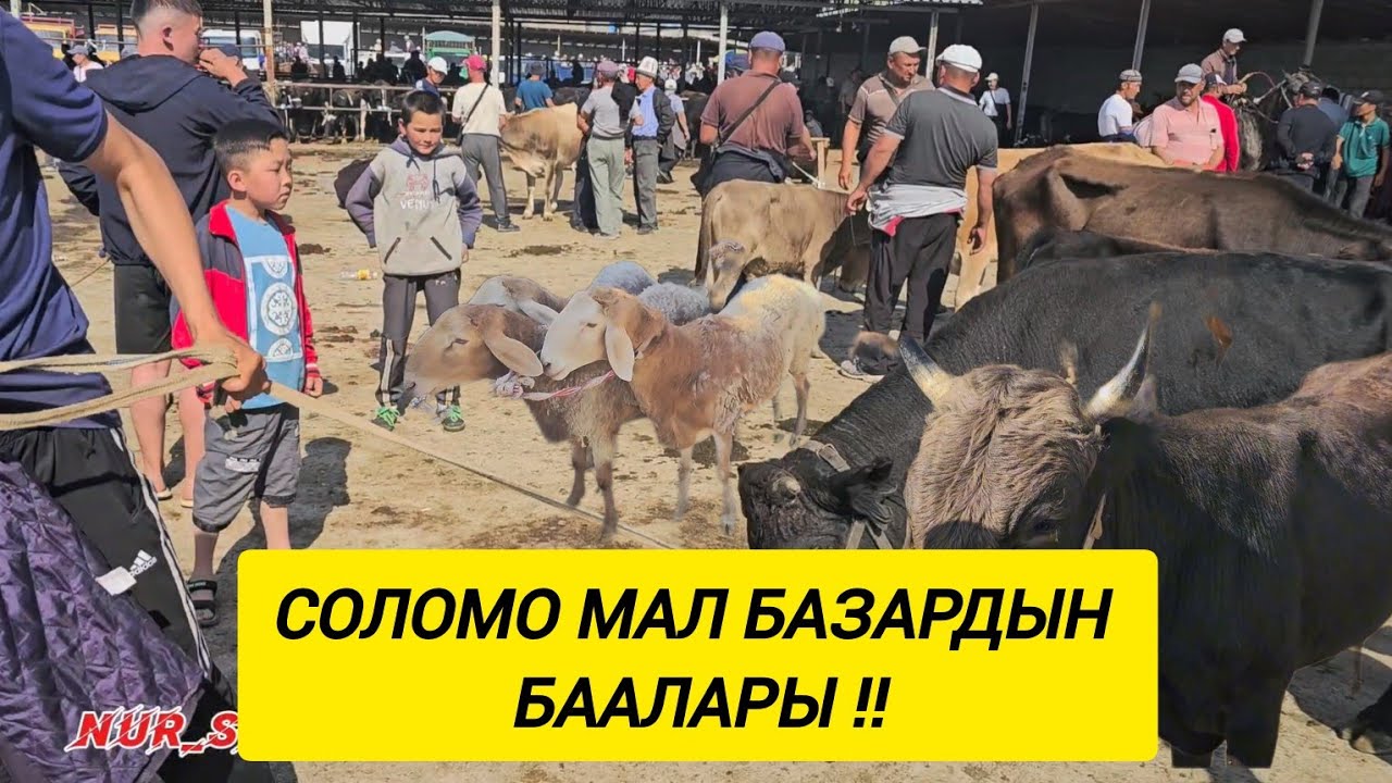 Ала-Бука району Соломо мал  базардын  баалары 🇰🇬