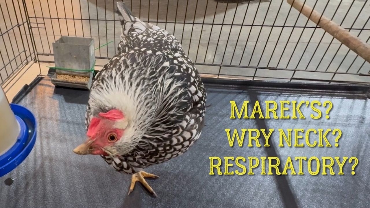 Marek’s Disease, Wry Neck & Respiratory Infections in Chickens | What I Used & What Worked