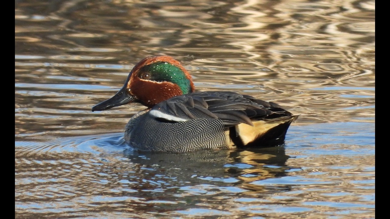 cyraneczki /greenwing teal