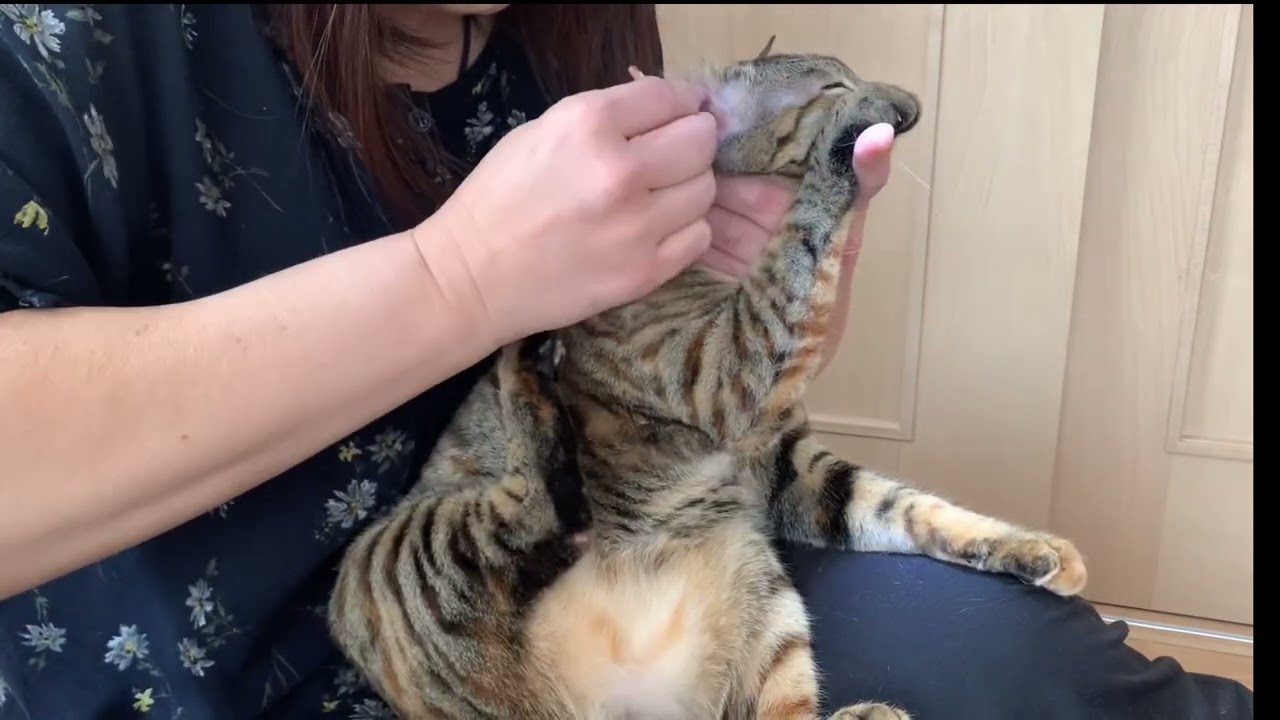 届かない足がかわいい子猫の耳掃除