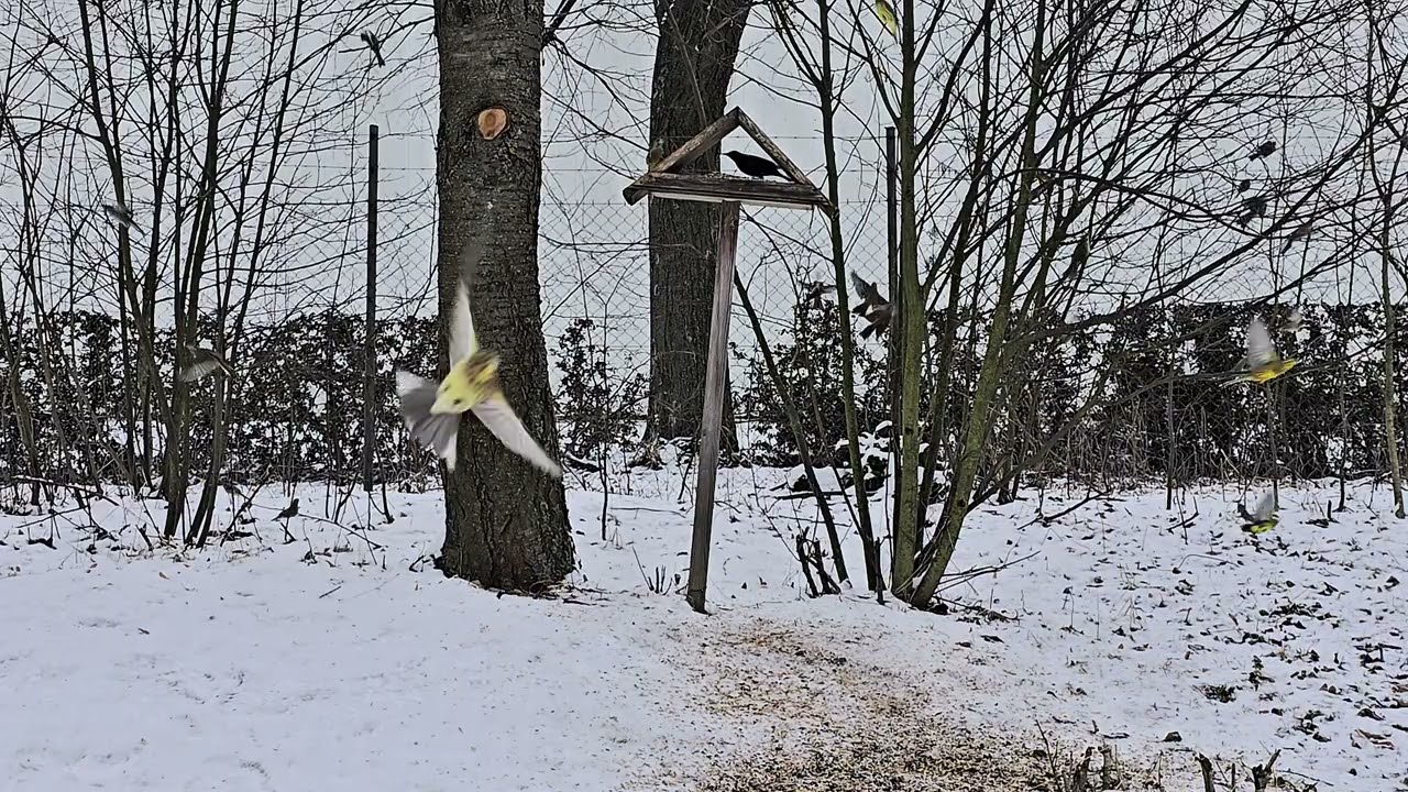 Birds at the Feeder 🐦 | Relaxing Nature Sounds in 4K Ultra HD