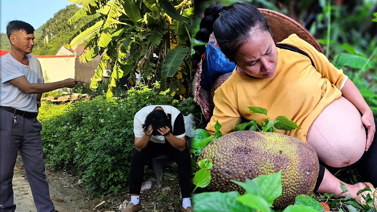 Collapse:CEO Tuan's Anger Makes Everything Fall Apart - Pregnant Ly Soan Collapses, Giant Jackfruit!