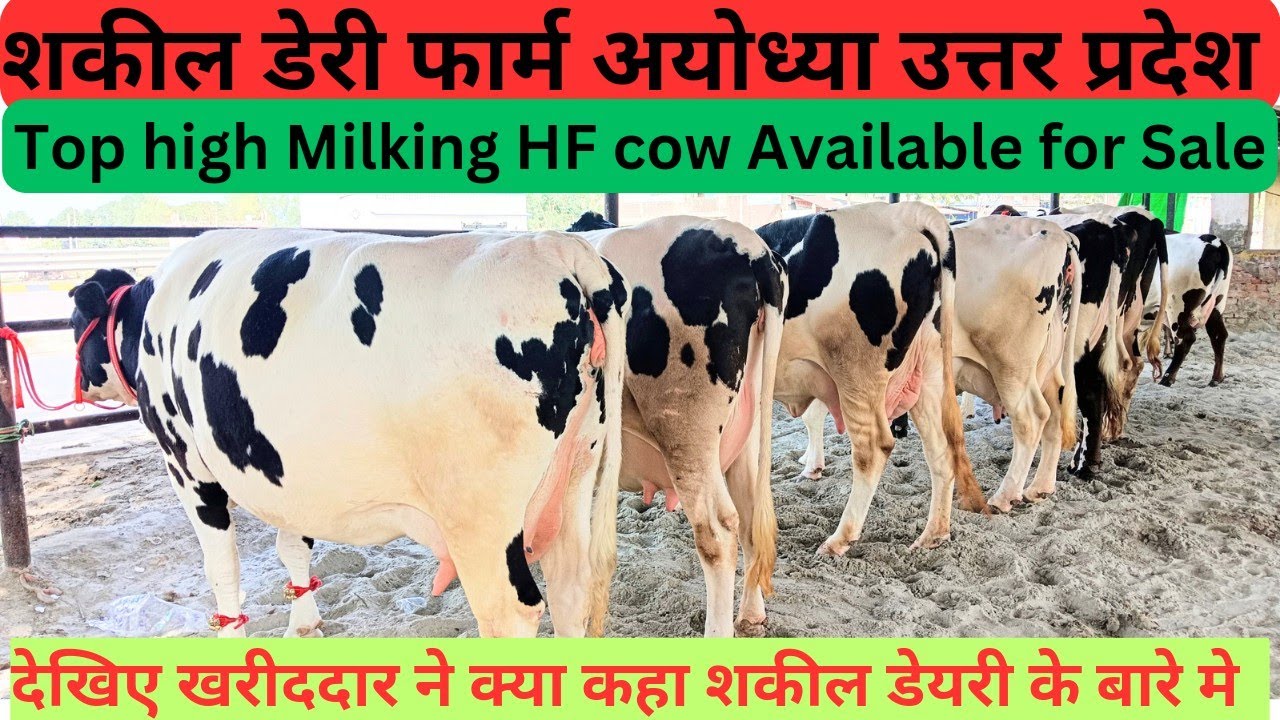 shakil dairy farm ayodhya, शकील डेयरी फार्म पर शानदार HF COW  बिक्री के लिए आ गई।