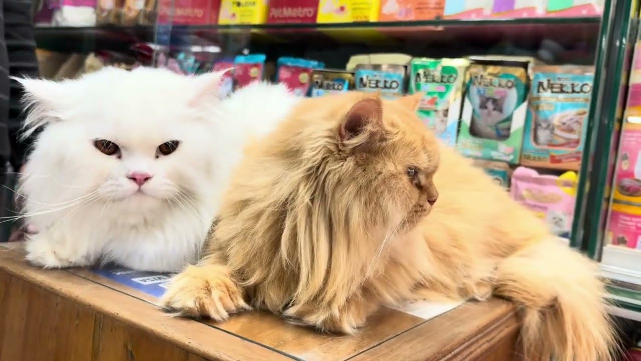 Last Grade AAA Traditional Persian Cat | Mofizur Vai special